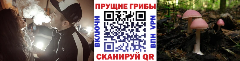 Галлюциногенные грибы Cubensis OMG маркетплейс Псков